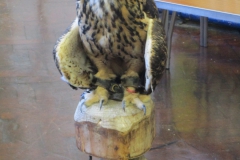 owl 019